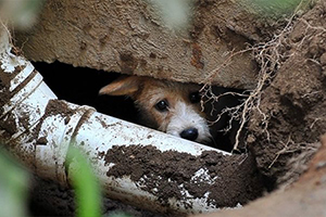 流浪狗怎么養(yǎng)