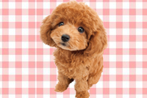 泰迪犬怎么養(yǎng)不會(huì)臭