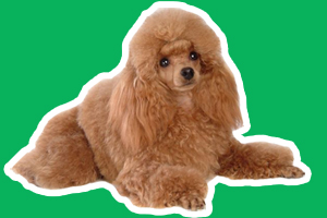 貴賓犬怎么養(yǎng)才不臭