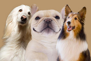 寵物餐具怎么給狗狗挑選