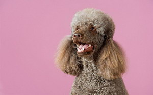 貴賓狗怎么養(yǎng)