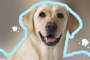 寵物香波如何給狗狗挑選