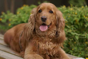 狗年齡計(jì)算方法是什么