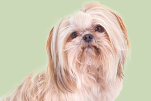 西施犬吃什么開(kāi)胃