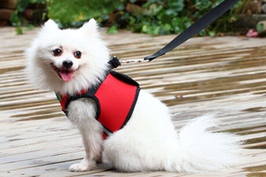 狗狗牽引繩種類有哪些