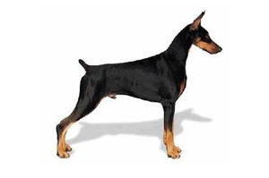 美國(guó)大丹狗怎么養(yǎng)