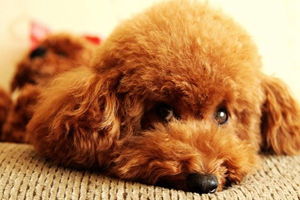 寵物狗狗喂食注意事項