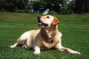 拉布拉多犬好養(yǎng)嗎