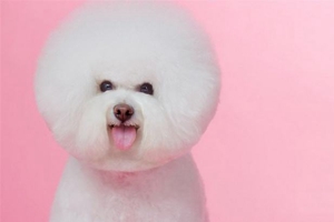 小比熊怎么洗澡