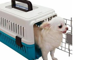 寵物托運(yùn)流程是什么