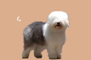 如何養(yǎng)古牧