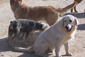 流浪狗領(lǐng)養(yǎng)注意事項(xiàng)