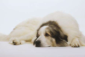 大白熊幼犬怎么養(yǎng)