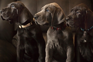 德國大丹犬飼養(yǎng)需知有哪些