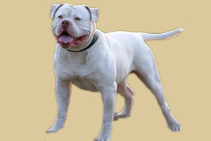 美國(guó)斗牛犬飼養(yǎng)方法是什么