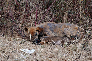 流浪狗狗領(lǐng)養(yǎng)要注意什么