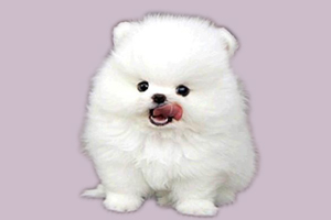 小博美怎么養(yǎng)