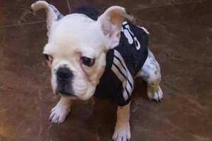 法國斗牛狗飼養(yǎng)禁忌有哪些