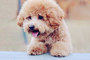 泰迪狗怎么養(yǎng)