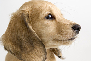 金毛狗糧怎么喂