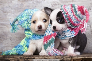 怎樣養(yǎng)寵物狗