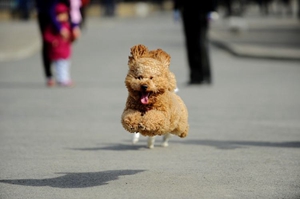 泰迪狗如何養(yǎng)