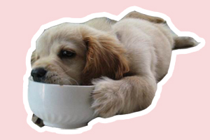 金毛犬怎么養(yǎng)胖