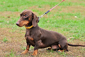 臘腸狗怎么養(yǎng)