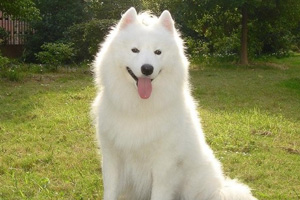 薩摩犬吃什么對毛好