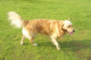 遛狗要注意什么