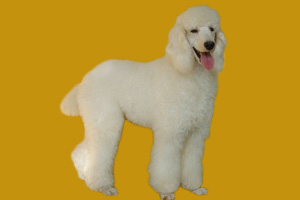 巨型貴賓犬怎么養(yǎng)