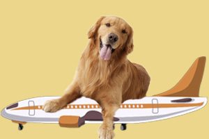 寵物空運(yùn)流程是什么