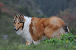 牧羊犬吃什么毛色好