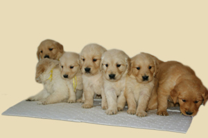 金毛幼犬剛到家怎么照顧