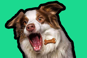 狗零食喂養(yǎng)要注意什么