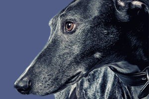 小狗吃什么對毛好