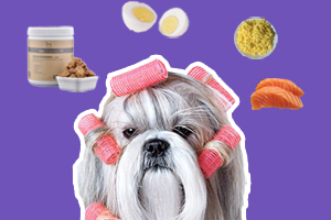 西施犬吃什么美毛