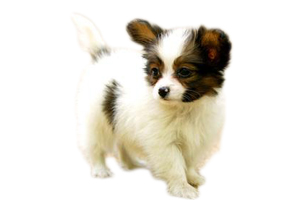 蝴蝶犬幼犬怎么養(yǎng)