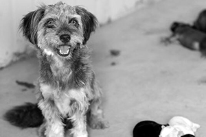 流浪狗領(lǐng)養(yǎng)手續(xù)