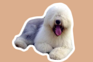 古牧怎么養(yǎng)