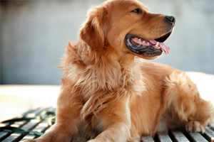 金毛犬的喂養(yǎng)方法有哪些