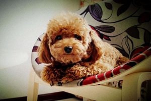 泰迪狗洗澡步驟有哪些