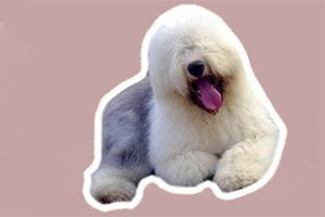 古牧狗怎么養(yǎng)