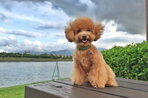 貴賓狗糧怎么選