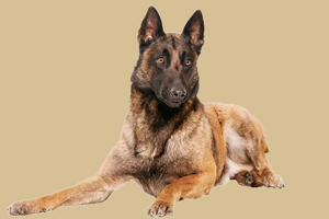 比利時(shí)馬犬怎么養(yǎng)