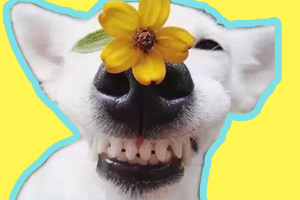 狗牙齒怎么護(hù)理