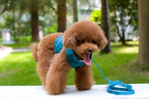 狗狗牽引繩有什么好處