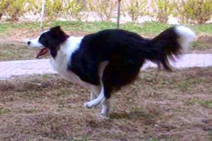 狗狗吃美毛粉要注意什么