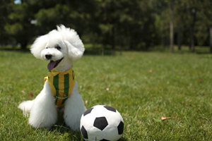 卷毛比熊犬怎么養(yǎng)