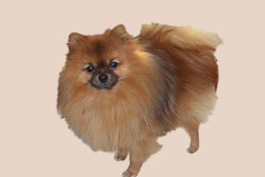 博美太活潑怎么辦